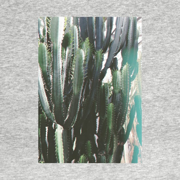 Cacti by Cassia